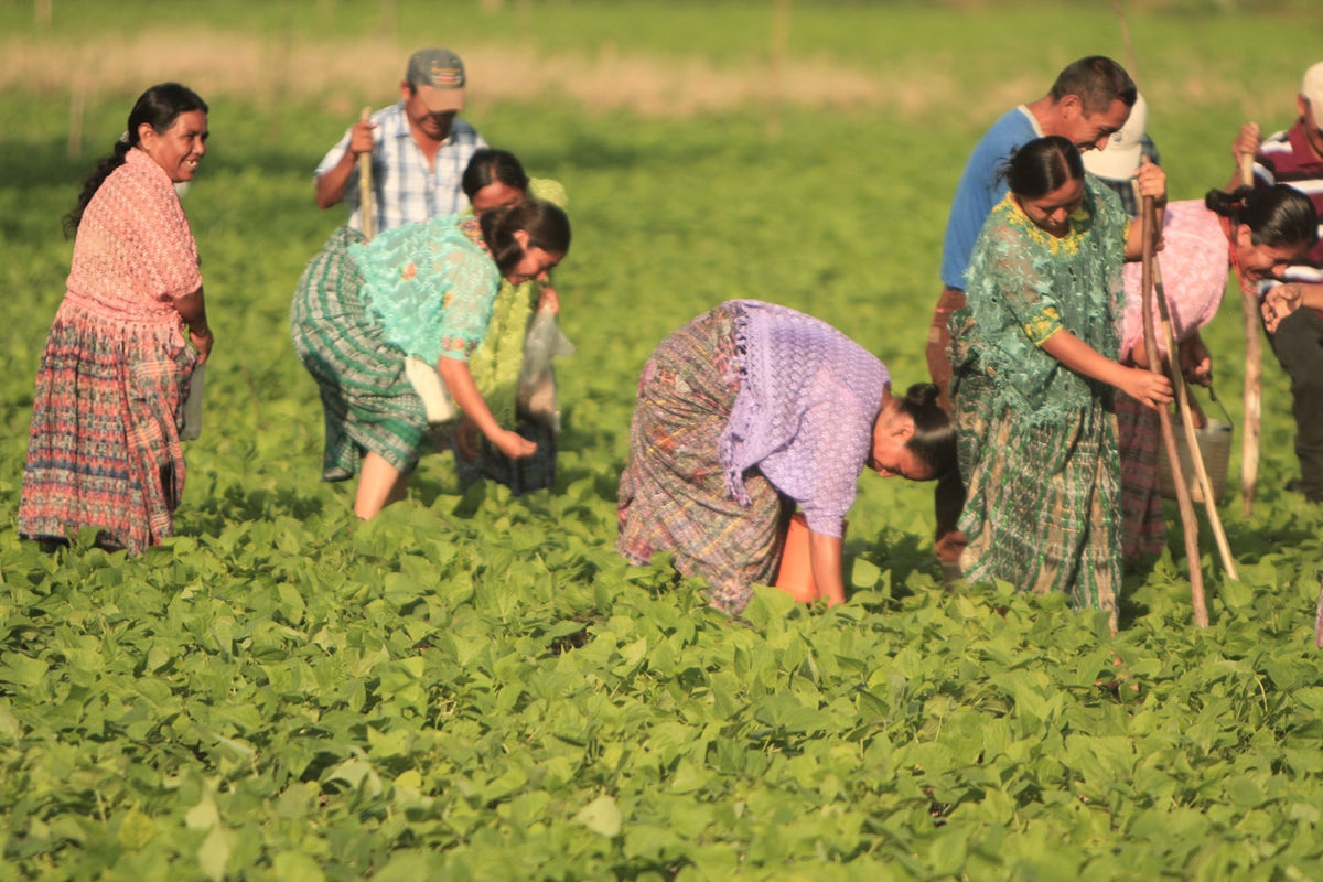 People working in a green field picking crops.